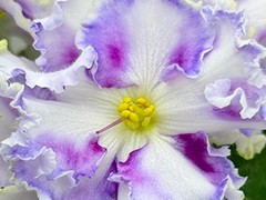 Фото Фиалка АВ-Серебряные Коньки