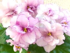 Фото сорта Ален-Зарево