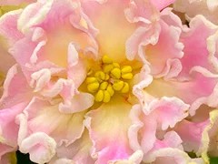 Фото Фиалка АВ-Солнышко Блестит (868-124)