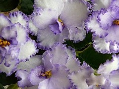 Фото Фиалка ЛЕ-Юлия