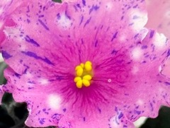 Фото Фиалка С-Земные Радости (26-29)