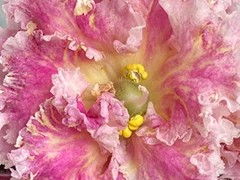 Фото Фиалка АВ-Малиновый Мёд (880-64)