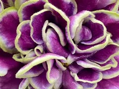 Фото Фиалка АВ-Каркаде (872-534)