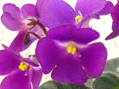 Фото сорта Lil Ballerina