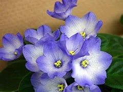 Фото сорта Очаровательные Глазки
