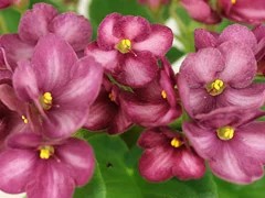 Фото Фиалка АВ-Лисичка (803-101)