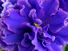 Фото Фиалка С-Зимнее Море (26-38)