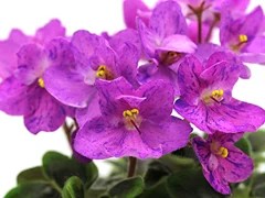 Фото Фиалка АВ-Почемучка (847-12)