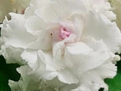 Фото Фиалка ЛФ-Яблочный Зефир