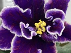 Фото Фиалка АВ-872-493, сеянец