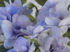 Фото сорта Н-Морской Прибой