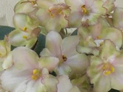 Фото сорта Н-Дубрава