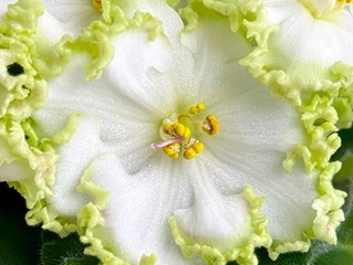 Фото Фиалка АВ-897-227, сеянец