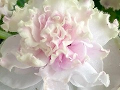 Фото Фиалка С-Улыбка Купидона (26-26)