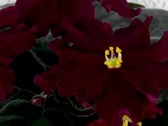Фото сорта ЛЕ-Вега
