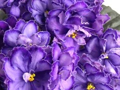 Фото сорта Пурпурный Мираж люкс