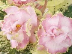 Фото сорта РС-Золотая Рыбка