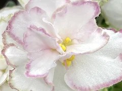 Фото Фиалка АВ-Кремчиз (873-66)