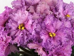 Фото Фиалка АВ-Вечная Любовь (779-15)