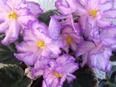 Фото сорта РС-Танец Лета