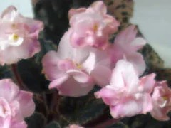 Фото сорта Carallil's Angel