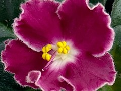 Фото Фиалка АВ-904-38, сеянец