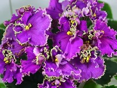 Фото сорта ЛЕ-Фламенко