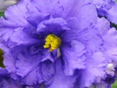 Фото сорта ЕК-Владимир