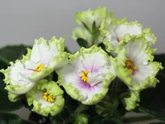 Фото Фиалка АВ-Весенние Голоса (753-62)
