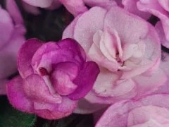 Фото Фиалка Ness' Satin Rose