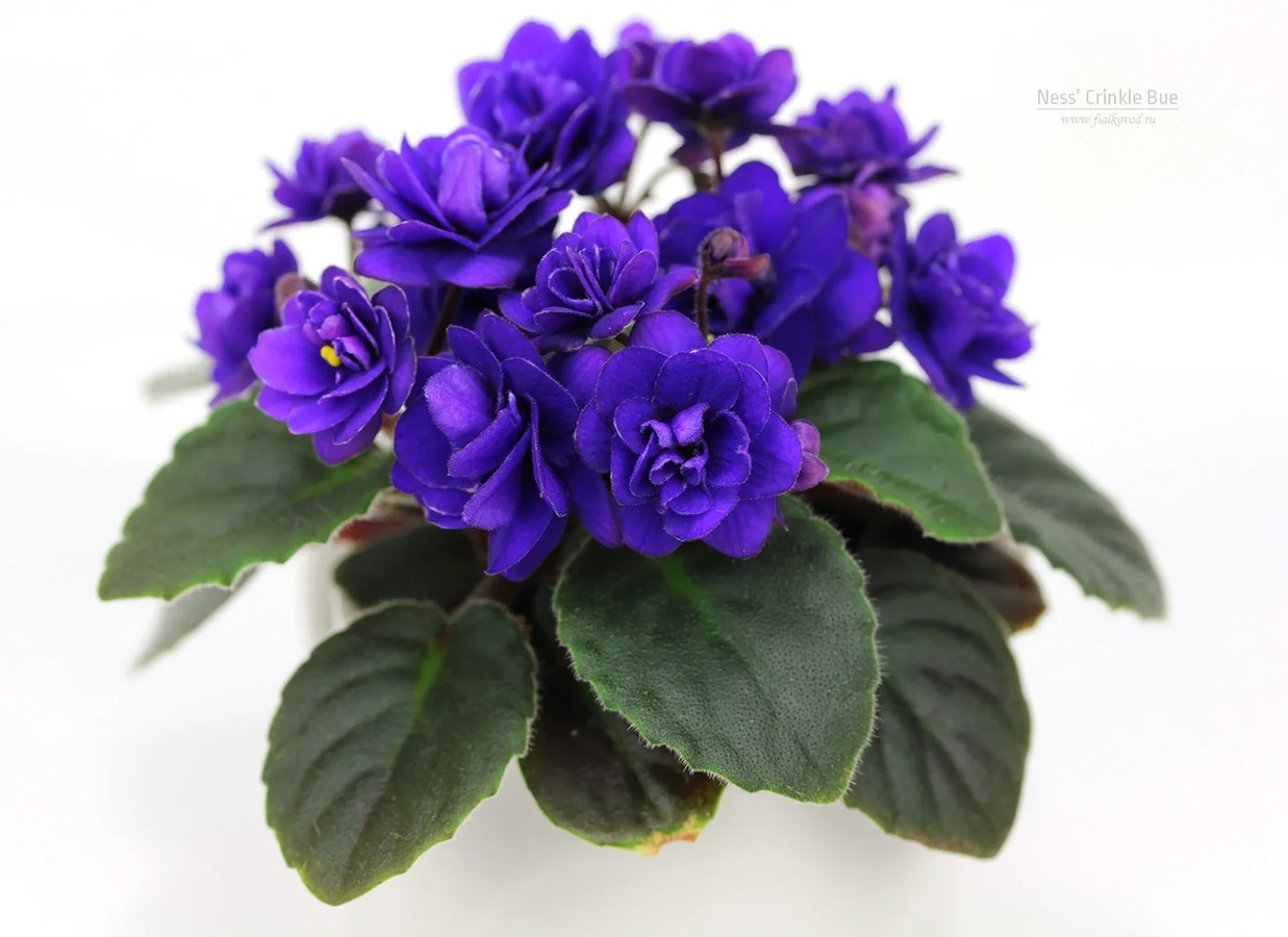 Фото Фиалка Ness' Crinkle Blue