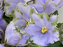 Фото Фиалка АВ-Свежий Воздух (859-7)