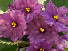 Фото сорта ВаТ-Мудрость