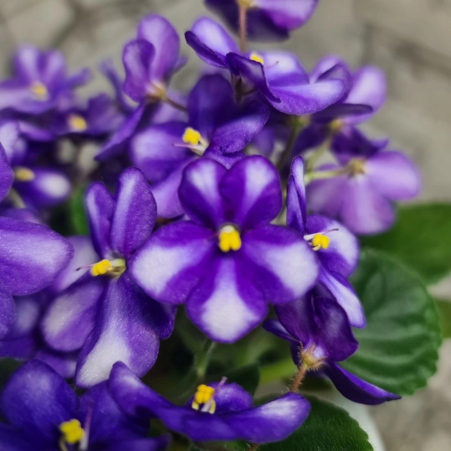 Фото Фиалка Rob's Monkeyshines sport