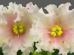 Фото Фиалка АВ-Солнечные Колокольчики (813-42)