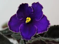 Фото Фиалка РС-Мавр