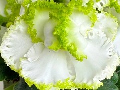 Фото Фиалка АВ-Купидон (748-62)