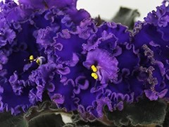 Фото Фиалка АВ-Полночь (777-113)