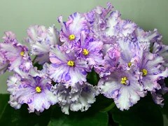 Фото Фиалка АВ-Виктория