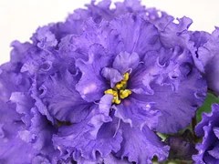 Фото Фиалка АВ-Мелодия Дождя (777-228)