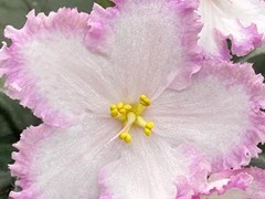 Фото Фиалка АВ-Любимая Пижамка (895-58)