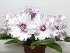 Фото Фиалка АВ-Сова (756-8)