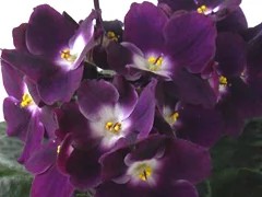 Фото сорта Optimara Chagall