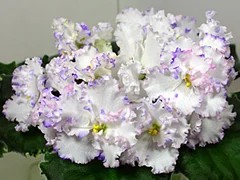 Фото сорта Ma's Glass Slipper