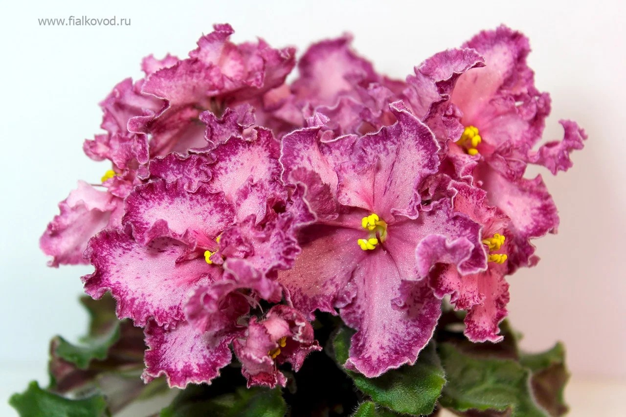 Фото Фиалка АВ-Мексиканский Тушкан (761-24)