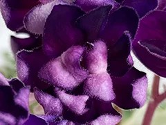 Фото Фиалка Ф-Ученик Чародея