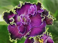 Фото Фиалка Ф-Бусины Пандоры (786-41)