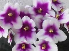 Фото сорта Optimara MyCharm