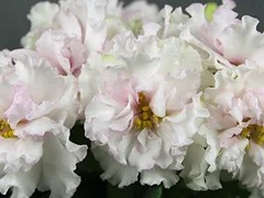 Фото Фиалка АВ-Цветущая Вишня (776-19)