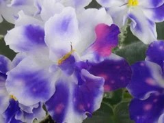 Фото сорта ВаТ-Свет в ночи